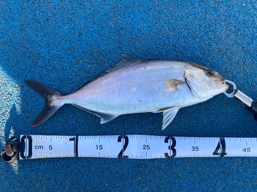 ショゴの釣果