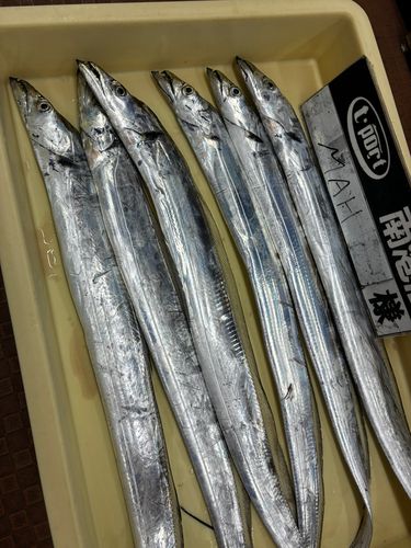 タチウオの釣果