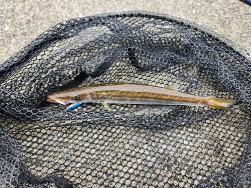カマスの釣果