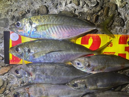 アジの釣果