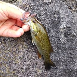 スモールマウスバス