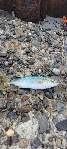 ワカシの釣果