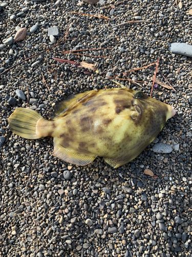 カワハギの釣果