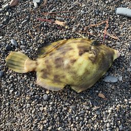 カワハギ