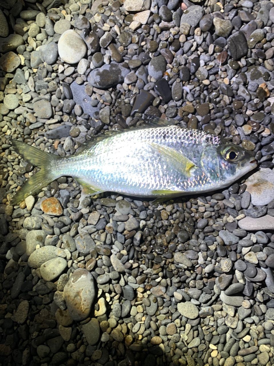 カワハギ