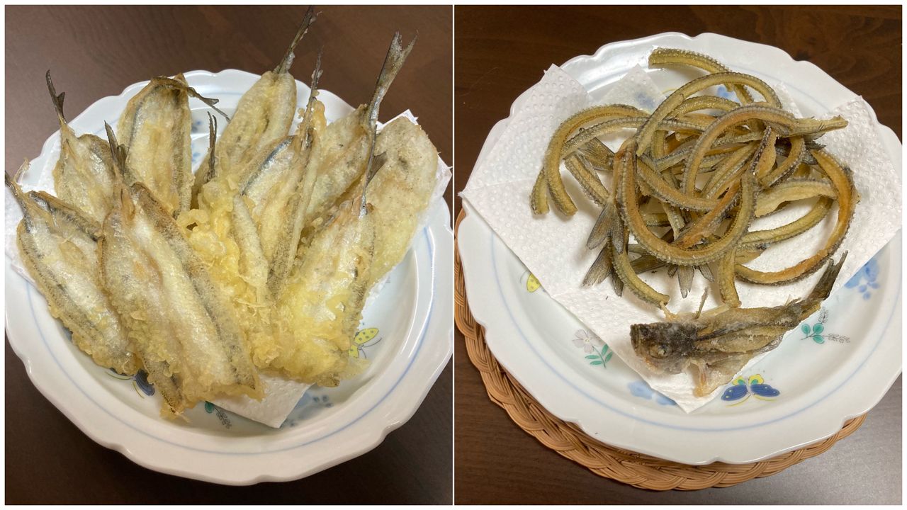 サヨリ
