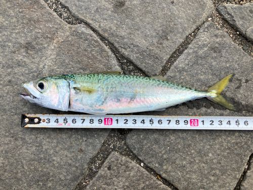 サバの釣果