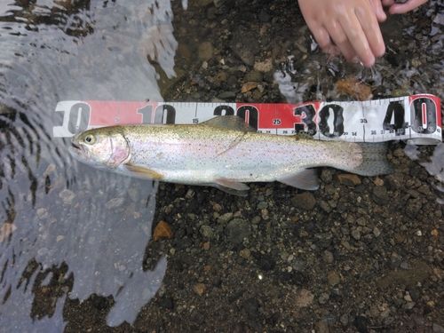 ニジマスの釣果