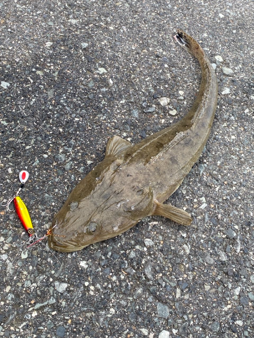 マゴチ