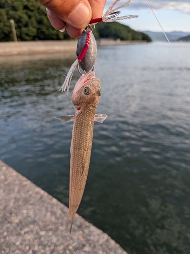 浦戸湾
