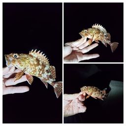 カサゴ