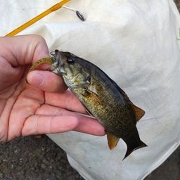 スモールマウスバス