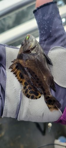 コショウダイの釣果