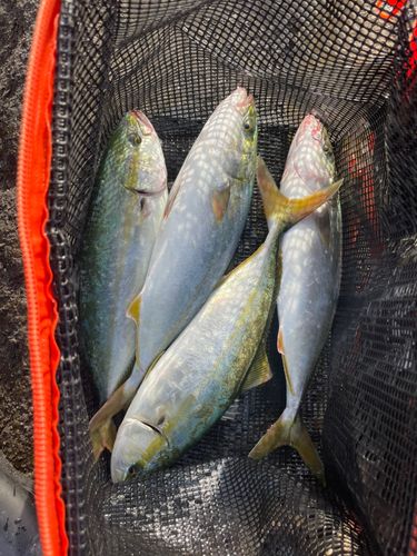 ワカシの釣果