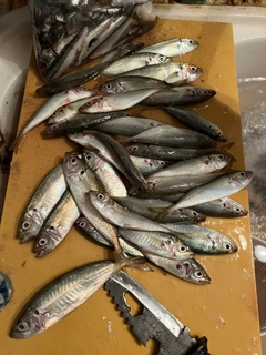 マアジの釣果