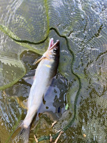 アユの釣果