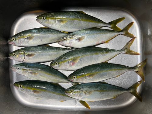 ワカシの釣果