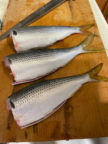 コノシロの釣果