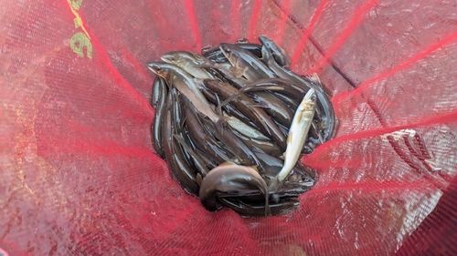 アユの釣果