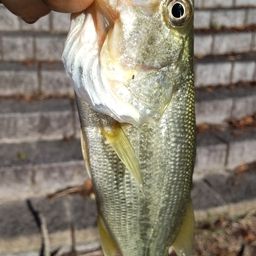 ブラックバス