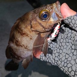 メバル
