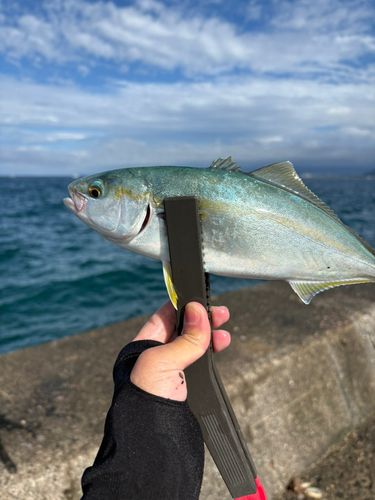 ワカシの釣果