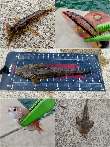 マゴチの釣果