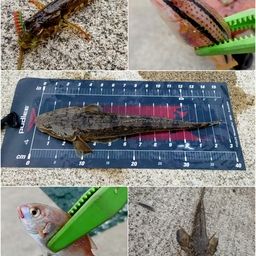 マゴチ