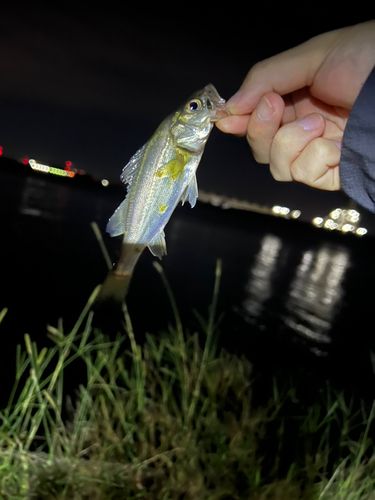 セイゴ（タイリクスズキ）の釣果