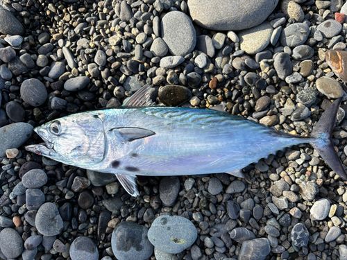 スマガツオの釣果