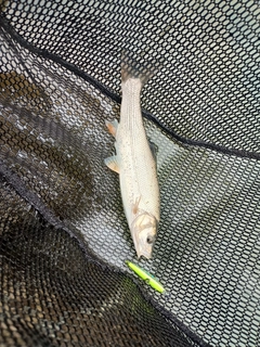 ウグイの釣果