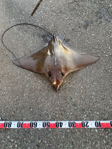 ナルトビエイの釣果