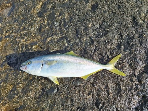 フクラギの釣果