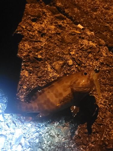 オオモンハタの釣果