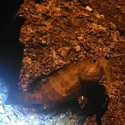 オオモンハタ