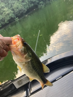 ラージマウスバスの釣果