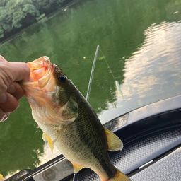 ラージマウスバス