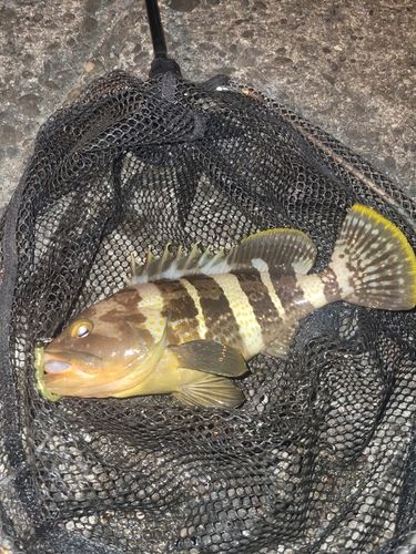 アオハタの釣果