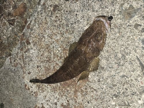 入津湾