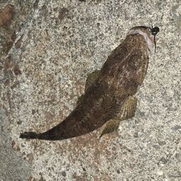 コチ