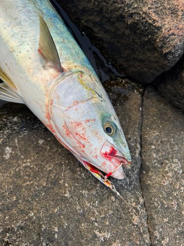 ワラサの釣果