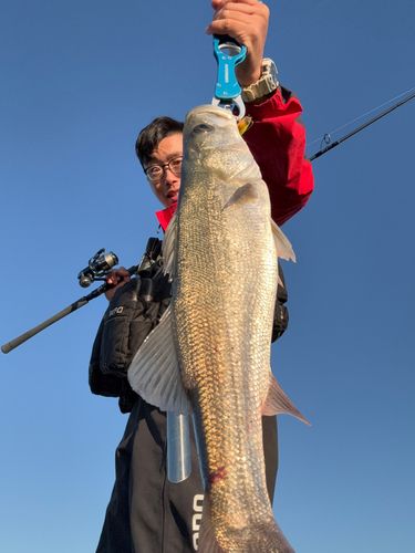 スズキの釣果