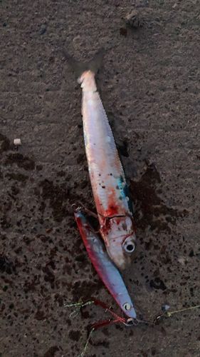 サバの釣果