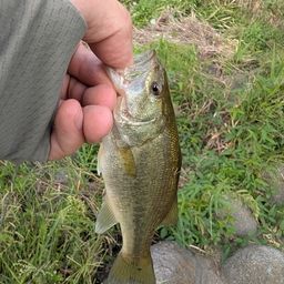 ラージマウスバス