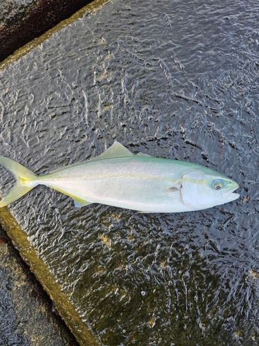 ツバイソの釣果