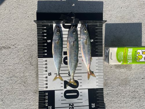 サバの釣果