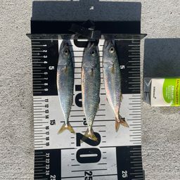 サバ