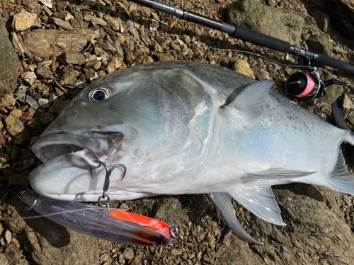 ロウニンアジの釣果