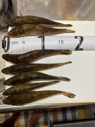 マハゼの釣果