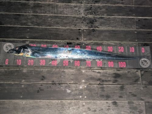 タチウオの釣果